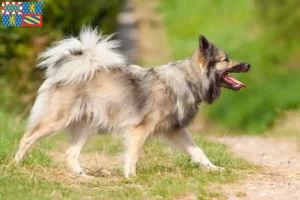 Mehr über den Artikel erfahren Islandhund Züchter und Welpen in Bourgogne-Franche-Comté