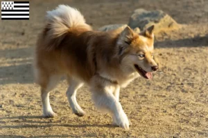 Mehr über den Artikel erfahren Islandhund Züchter und Welpen in der Bretagne