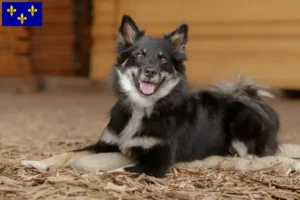 Mehr über den Artikel erfahren Islandhund Züchter und Welpen in Île-de-France