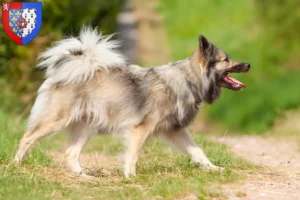 Mehr über den Artikel erfahren Islandhund Züchter und Welpen in Pays de la Loire