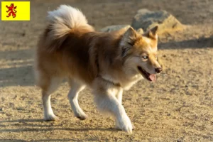 Mehr über den Artikel erfahren Islandhund Züchter und Welpen in Südholland