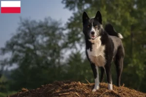 Mehr über den Artikel erfahren Karelischer Bärenhund Züchter und Welpen in Polen