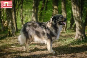 Mehr über den Artikel erfahren Karst-Schäferhund Züchter und Welpen in Bremen