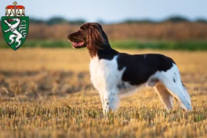 Mehr über den Artikel erfahren Kleiner Münsterländer Züchter und Welpen in der Steiermark