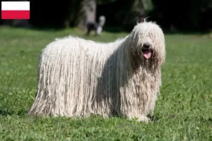 Mehr über den Artikel erfahren Komondor Züchter und Welpen in Polen