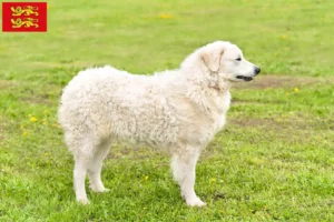 Mehr über den Artikel erfahren Kuvasz Züchter und Welpen in der Normandie