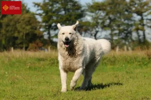 Mehr über den Artikel erfahren Kuvasz Züchter und Welpen in Okzitanien