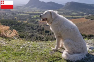 Mehr über den Artikel erfahren Kuvasz Züchter und Welpen in Utrecht