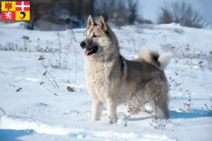 Mehr über den Artikel erfahren Laika Züchter und Welpen in Auvergne-Rhône-Alpes