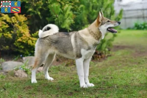 Mehr über den Artikel erfahren Laika Züchter und Welpen in Bourgogne-Franche-Comté