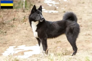 Mehr über den Artikel erfahren Laika Züchter und Welpen in Gelderland