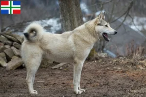 Mehr über den Artikel erfahren Laika Züchter und Welpen in Groningen