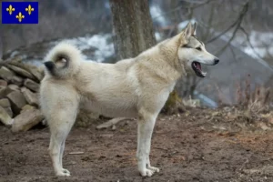 Mehr über den Artikel erfahren Laika Züchter und Welpen in Île-de-France