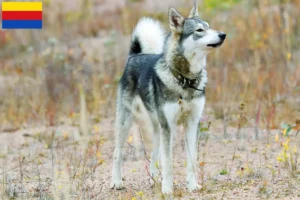 Mehr über den Artikel erfahren Laika Züchter und Welpen in Nordholland