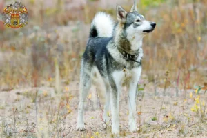 Mehr über den Artikel erfahren Laika Züchter und Welpen in Prag