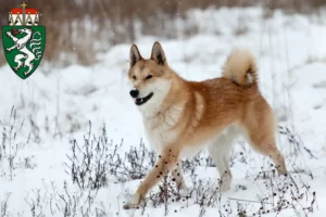 Mehr über den Artikel erfahren Laika Züchter und Welpen in der Steiermark