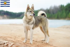 Mehr über den Artikel erfahren Laika Züchter und Welpen in Zeeland