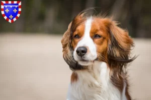 Mehr über den Artikel erfahren Nederlandse Kooikerhondje Züchter und Welpen in Centre-Val de Loire