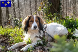 Mehr über den Artikel erfahren Nederlandse Kooikerhondje Züchter und Welpen in Île-de-France