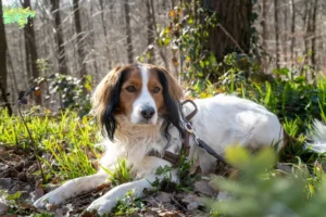 Mehr über den Artikel erfahren Nederlandse Kooikerhondje Züchter und Welpen in Midtjylland