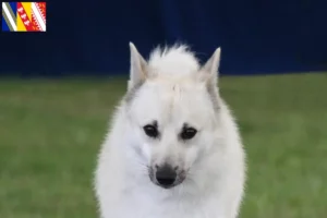 Mehr über den Artikel erfahren Norwegischer Buhund Züchter und Welpen in Grand Est