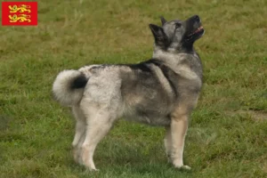 Mehr über den Artikel erfahren Norwegischer Buhund Züchter und Welpen in der Normandie