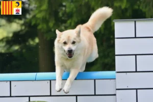 Mehr über den Artikel erfahren Norwegischer Buhund Züchter und Welpen in der Provence-Alpes-Côte d’Azur