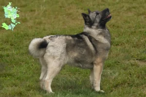 Mehr über den Artikel erfahren Norwegischer Buhund Züchter und Welpen in Sjælland