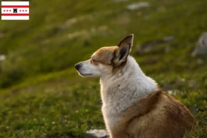 Mehr über den Artikel erfahren Norwegischer Lundehund Züchter und Welpen in Drenthe