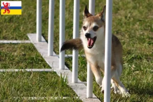 Mehr über den Artikel erfahren Norwegischer Lundehund Züchter und Welpen in Limburg