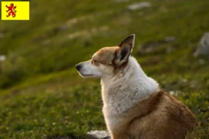 Mehr über den Artikel erfahren Norwegischer Lundehund Züchter und Welpen in Südholland