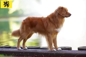 Mehr über den Artikel erfahren Nova Scotia Duck Tolling Retriever Züchter und Welpen in Flandern