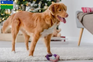 Mehr über den Artikel erfahren Nova Scotia Duck Tolling Retriever Züchter und Welpen in Flevoland