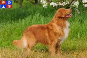 Mehr über den Artikel erfahren Nova Scotia Duck Tolling Retriever Züchter und Welpen in Liberec