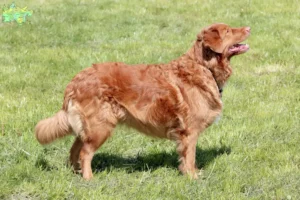 Mehr über den Artikel erfahren Nova Scotia Duck Tolling Retriever Züchter und Welpen in Midtjylland