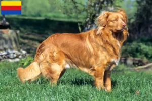 Mehr über den Artikel erfahren Nova Scotia Duck Tolling Retriever Züchter und Welpen in Nordholland