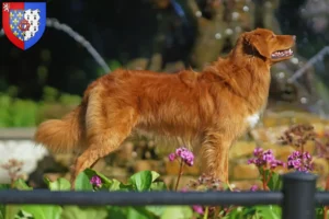 Mehr über den Artikel erfahren Nova Scotia Duck Tolling Retriever Züchter und Welpen in Pays de la Loire