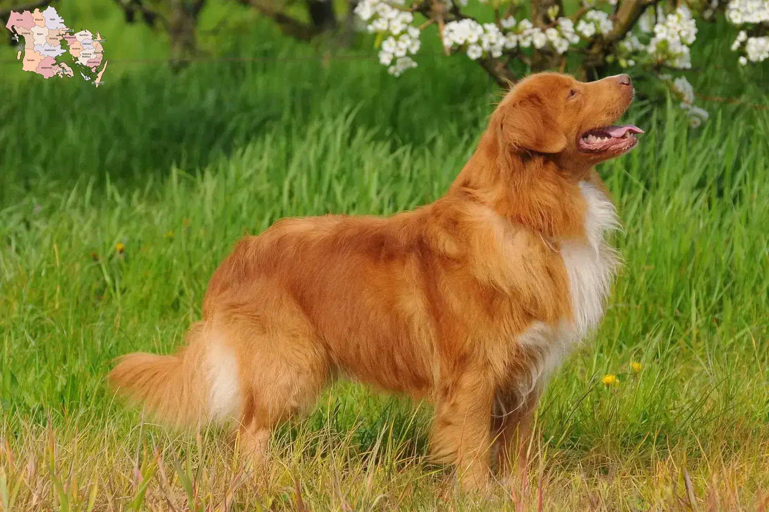 Nova Scotia Duck Tolling Retriever Welpen Kaufen Nova Scotia Duck Tolling Retriever Züchter und Welpen in Syddanmark