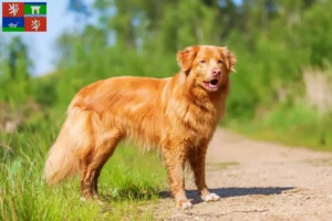 Mehr über den Artikel erfahren Nova Scotia Duck Tolling Retriever Züchter und Welpen in Ústí