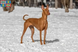 Mehr über den Artikel erfahren Pharaonenhund Züchter und Welpen in Bourgogne-Franche-Comté