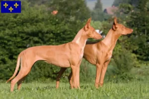 Mehr über den Artikel erfahren Pharaonenhund Züchter und Welpen in Île-de-France