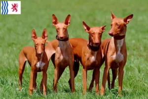 Mehr über den Artikel erfahren Pharaonenhund Züchter und Welpen in Nouvelle-Aquitaine