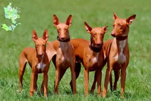 Mehr über den Artikel erfahren Pharaonenhund Züchter und Welpen in Sjælland