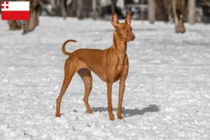 Mehr über den Artikel erfahren Pharaonenhund Züchter und Welpen in Utrecht