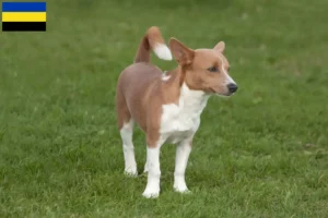 Mehr über den Artikel erfahren Podenco Züchter und Welpen in Gelderland