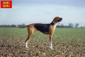 Mehr über den Artikel erfahren Poitevin Züchter und Welpen in der Normandie