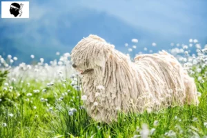 Mehr über den Artikel erfahren Puli Züchter und Welpen auf Korsika