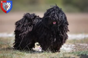 Mehr über den Artikel erfahren Puli Züchter und Welpen in Pays de la Loire