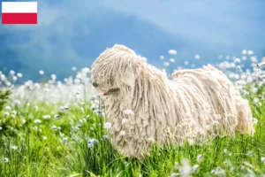 Mehr über den Artikel erfahren Puli Züchter und Welpen in Polen