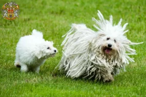 Mehr über den Artikel erfahren Puli Züchter und Welpen in Prag